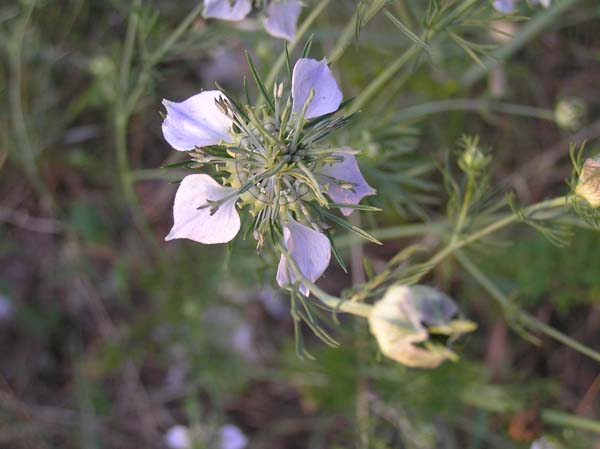 Nigella arvensis / Damigella campestre